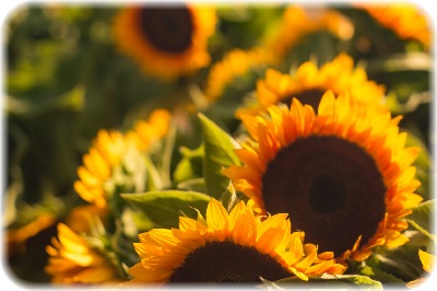 画像の説明 画像の説明