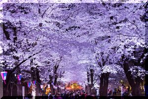 画像の説明