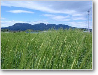 画像の説明 画像の説明