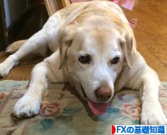 にほんブログ村 為替ブログ FXの基礎知識へ