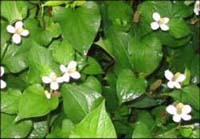 【どくだみマメ知識】