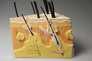 ヘアサイクルとは?