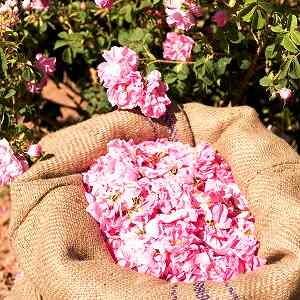 天然モロッコ産の優しく爽やか香り～ダマスクローズ～