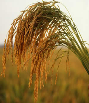 コメヌカ油とは