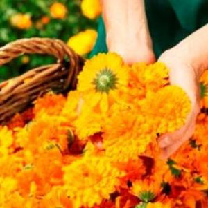 バイオダイナミック有機栽培で育ったカレンドラを配合