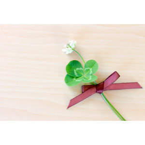 フリー写真, 植物, 雑草, クローバー（シロツメクサ）, 四つ葉のクローバー, リボン