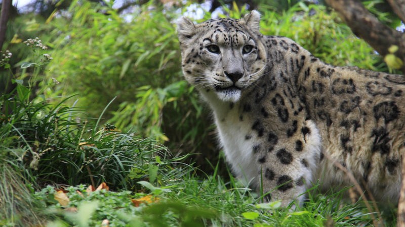 A baby snow leopard in New York's Central Park Zoo. Image by Linda Asparro. Copyright Demotix (10/11/2013)