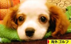 にほんブログ村 ゴルフブログ 海外ゴルフへ