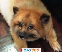 にほんブログ村 ゴルフブログへ