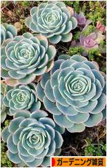 にほんブログ村 雑貨ブログ ガーデニング雑貨へ