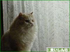 にほんブログ村 グルメブログ 食いしん坊へ