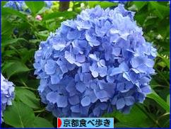 にほんブログ村 グルメブログ 京都食べ歩きへ