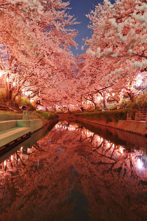 幻想的で美しい 桜 の数々 日本人の心を癒す 桜の季節 を捉えた写真選 笑顔に自信がもてる パーフェクトホワイトニングホワイトニングsai