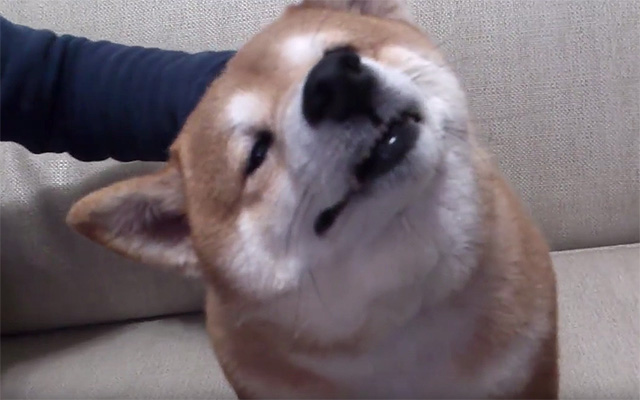 こ こりゃたまらん なでられて顔がトロけすぎな柴犬 動物奇想天外 W