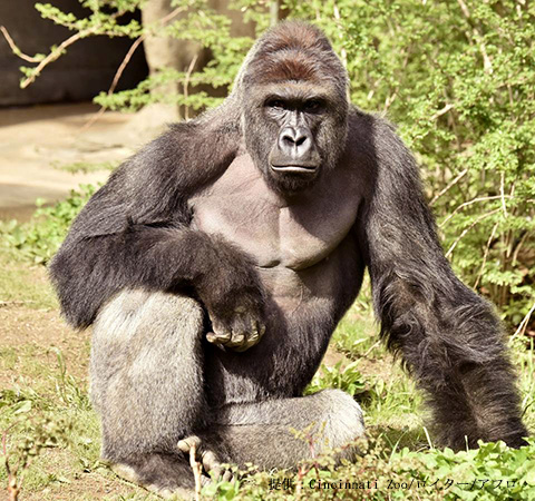 ゴリラの ハランベ Harambe の射殺 この悲劇は心が痛い 宇月田麻裕オフィシャルブログ Happiness Factory Powered By Ameba