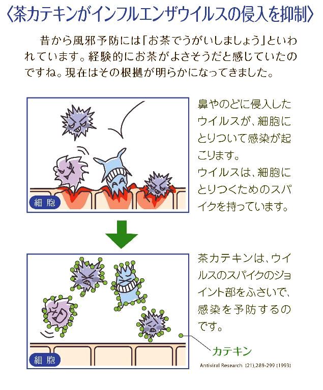 インフルエンザウイルスは 緑茶 で不活化します タマちゃんの暇つぶし