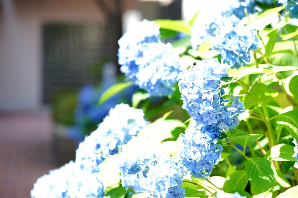 1-DSC08696