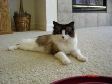 ３本足のハブス