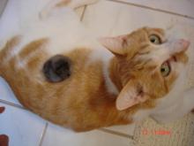 コディーとヒヨコ