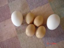 タマゴ