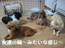 わんこ2