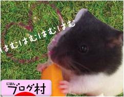 にほんブログ村 ハムスターブログ カラーハムスターへ