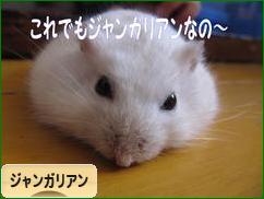 にほんブログ村 ハムスターブログ ジャンガリアンハムスターへ