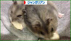 にほんブログ村 ハムスターブログ ジャンガリアンハムスターへ