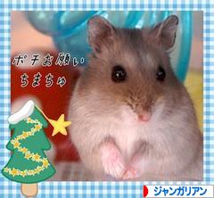 にほんブログ村 ハムスターブログ ジャンガリアンハムスターへ