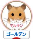 にほんブログ村 ハムスターブログ ゴールデンハムスターへ