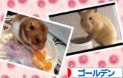 にほんブログ村 ハムスターブログ ゴールデンハムスターへ