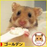 にほんブログ村 ハムスターブログ ゴールデンハムスターへ