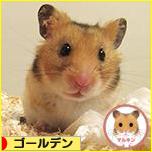 にほんブログ村 ハムスターブログ ゴールデンハムスターへ