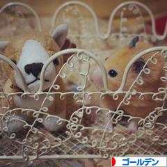 にほんブログ村 ハムスターブログ ゴールデンハムスターへ