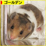にほんブログ村 ハムスターブログ ゴールデンハムスターへ