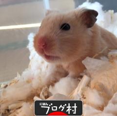 にほんブログ村 ハムスターブログ ハムスターのいる暮らしへ