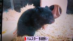 にほんブログ村 ハムスターブ ログ ハムスター 多頭飼いへ