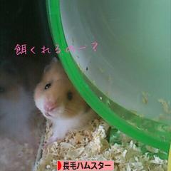 にほんブログ村 ハムスターブログ 長毛ハ ムスターへ
