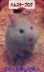 にほんブログ村 ハムスターブログへ