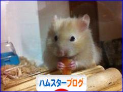 にほんブログ村 ハムスターブログへ
