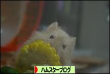 にほんブログ村 ハムスターブログへ