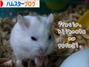 にほんブログ村 ハムスターブログへ