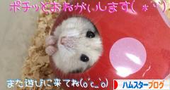 にほんブログ村 ハムスターブログへ