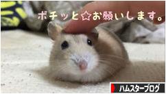にほんブログ村 ハムスターブログへ
