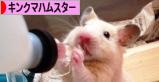 にほんブログ村 ハムスターブログ キンクマハムスターへ
