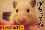 にほんブログ村 ハムスターブログ キンクマハムスターへ