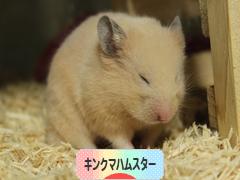 にほんブログ村 ハムスターブログ キンクマハムスターへ