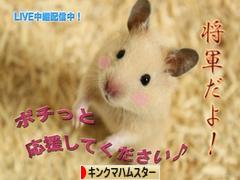 にほんブログ村 ハムスターブログ キンクマハムスターへ