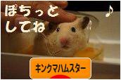にほんブログ村 ハムスターブログ キンクマハムスターへ