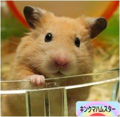 にほんブログ村 ハムスターブログ キンクマハムスターへ